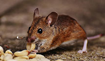 24 Hour & Emergency Exterminators in Carolina Power And Light Co, NC